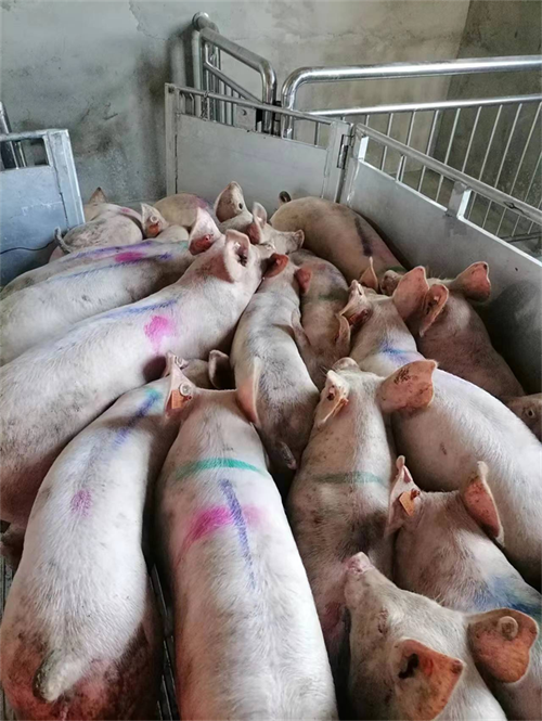 1654048960451724.png 圖片6.png