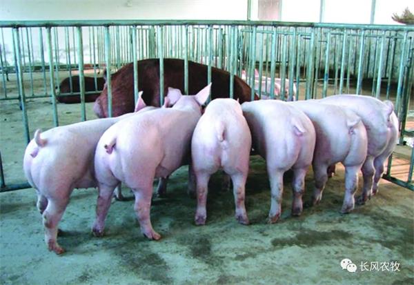 1697608215795432.jpg 66.jpg