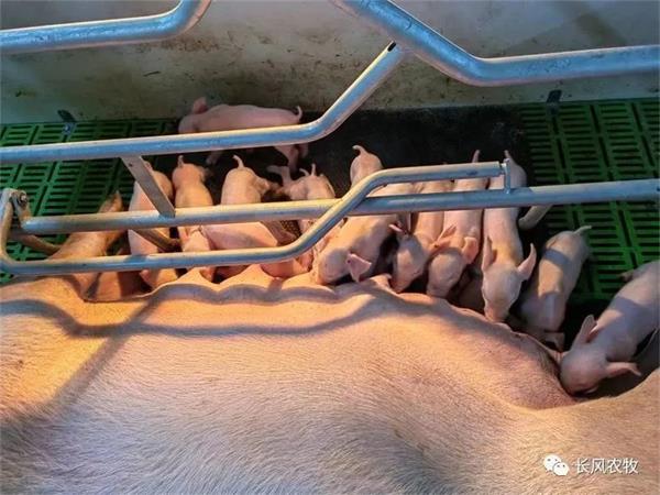 1697608238442713.jpg 77.jpg