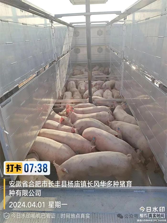 1713149462565169.jpg 33.jpg