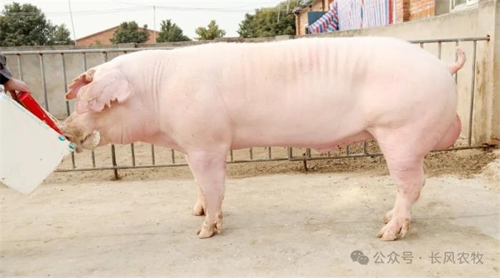 1713149532973138.jpg 77.jpg